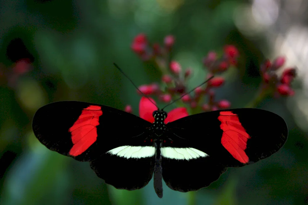 Cimotoe Sangaris butterfly