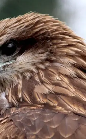 Black Kite Milvus Migrans