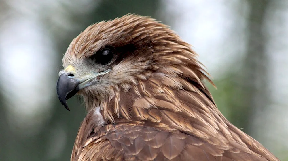 Black Kite Milvus Migrans