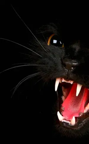 Black cat