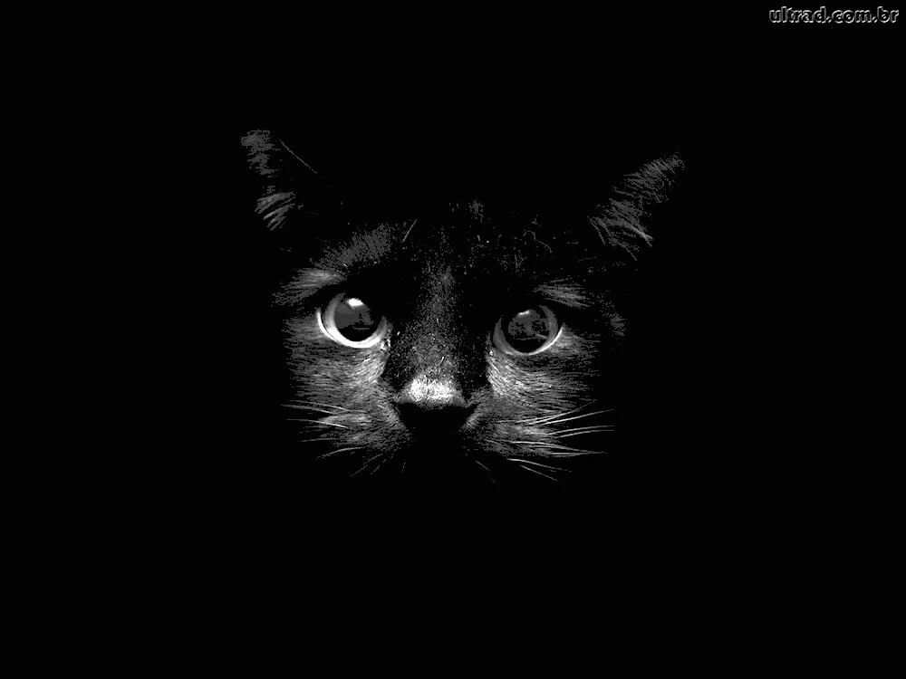 Black cat