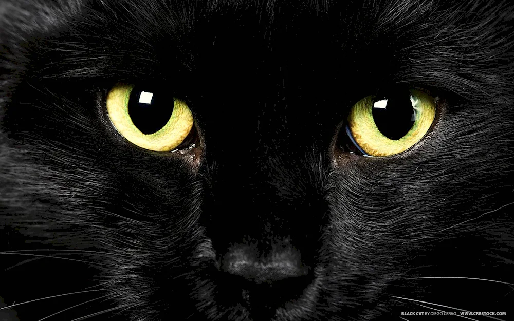 Bombay cat