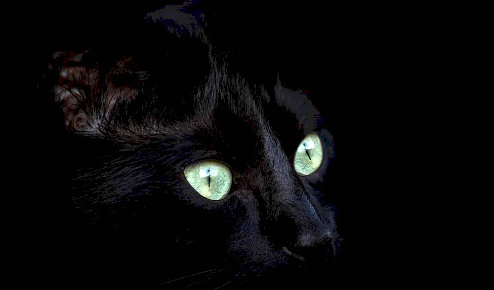 Black cat