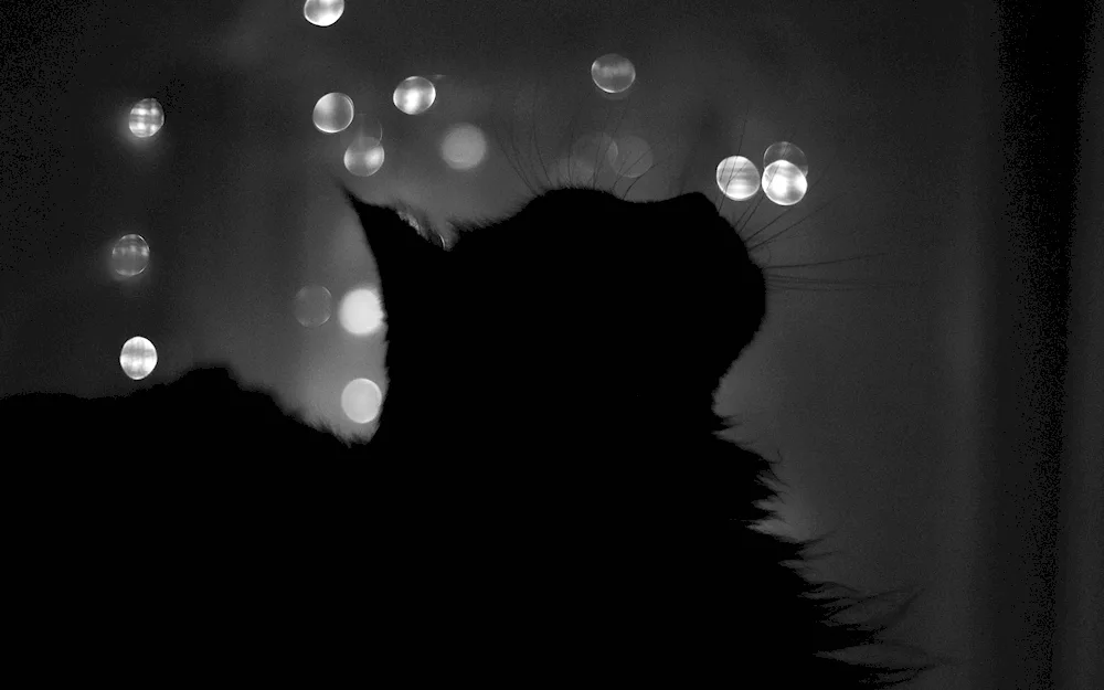 Black cat