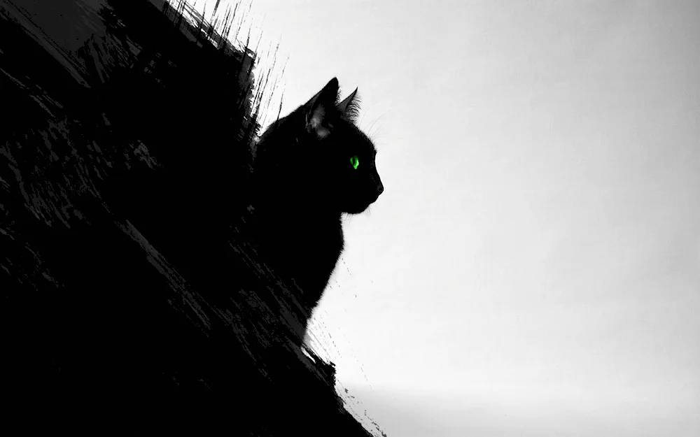 Black cat