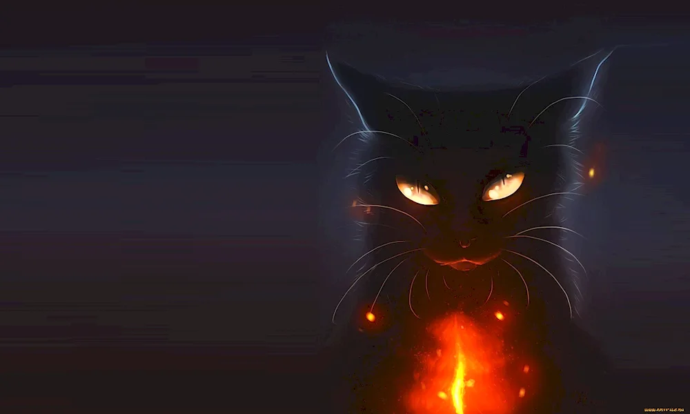 Black cat