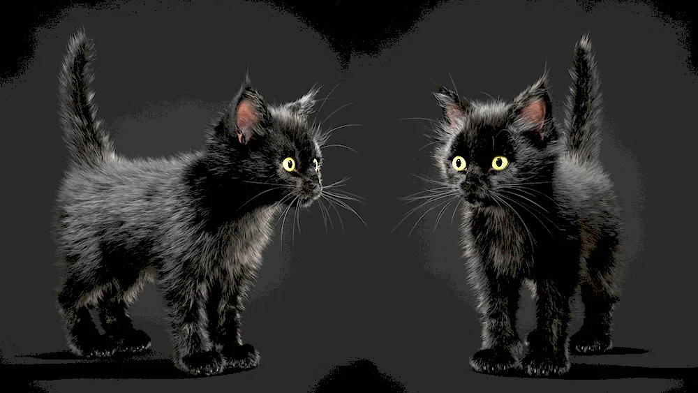 Maine coon black