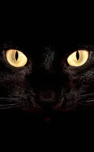 Black cat