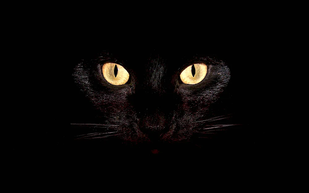 Black cat