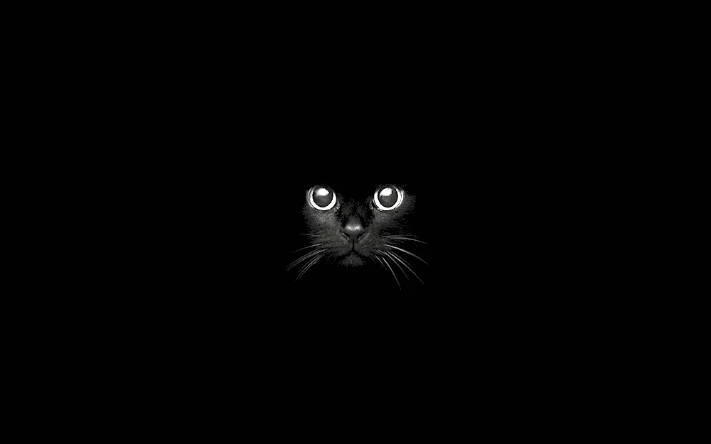 Black cat