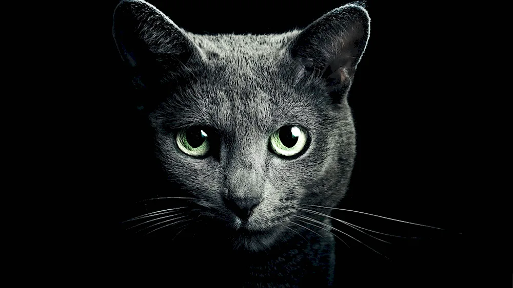 Black grey cat