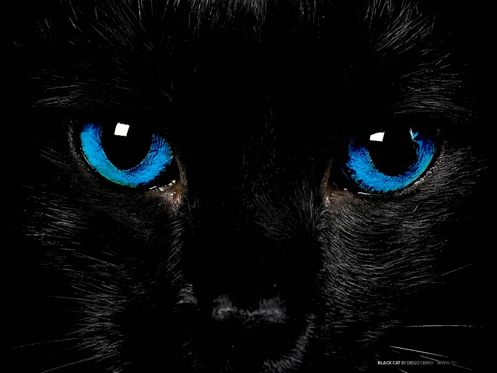 Black cat background on the desktop