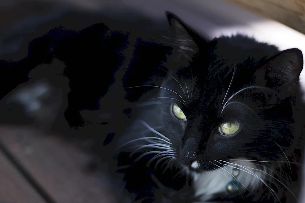 Norwegian Forest cat black and white