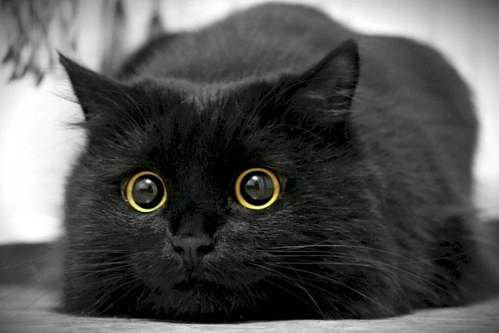 Bombay cat