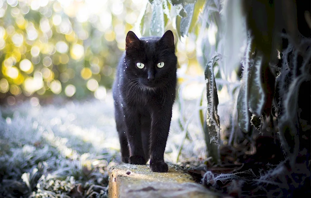 Black cat