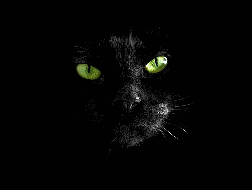 Black cat