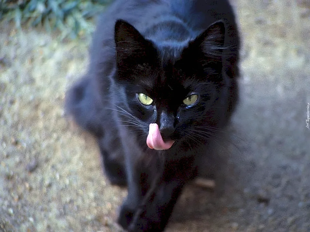 Black cat