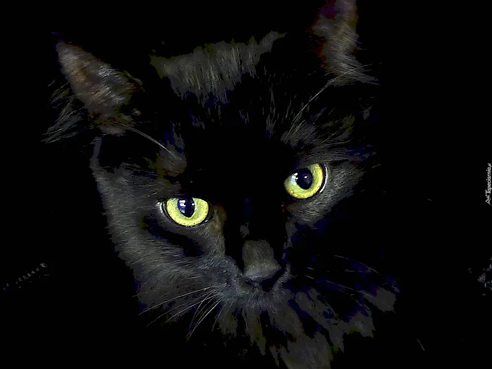 Black cat cat