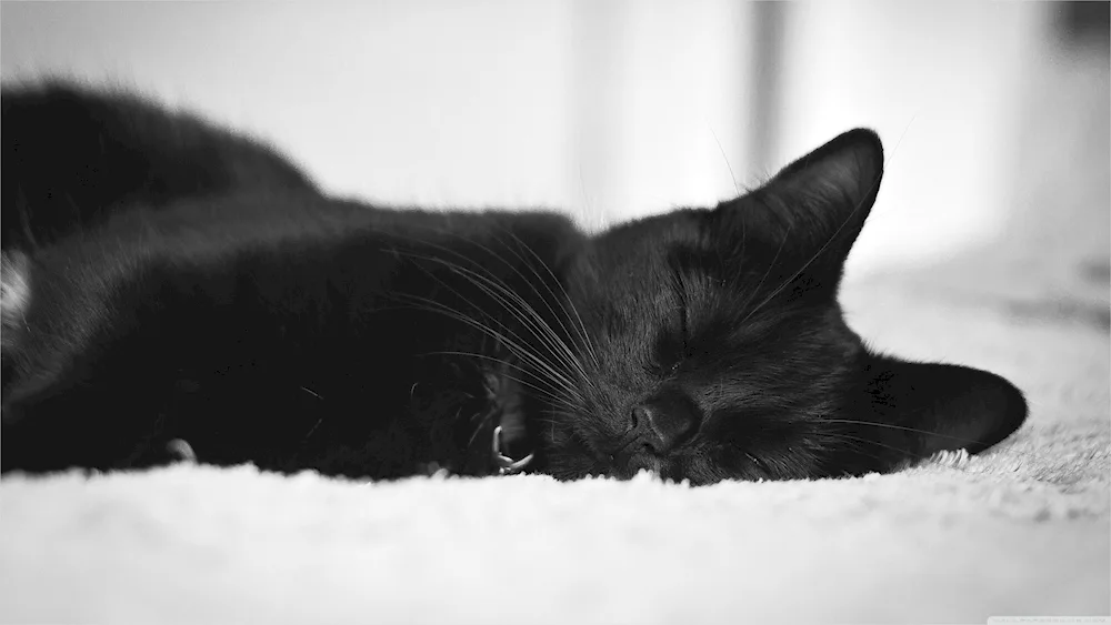 Black and white kittens