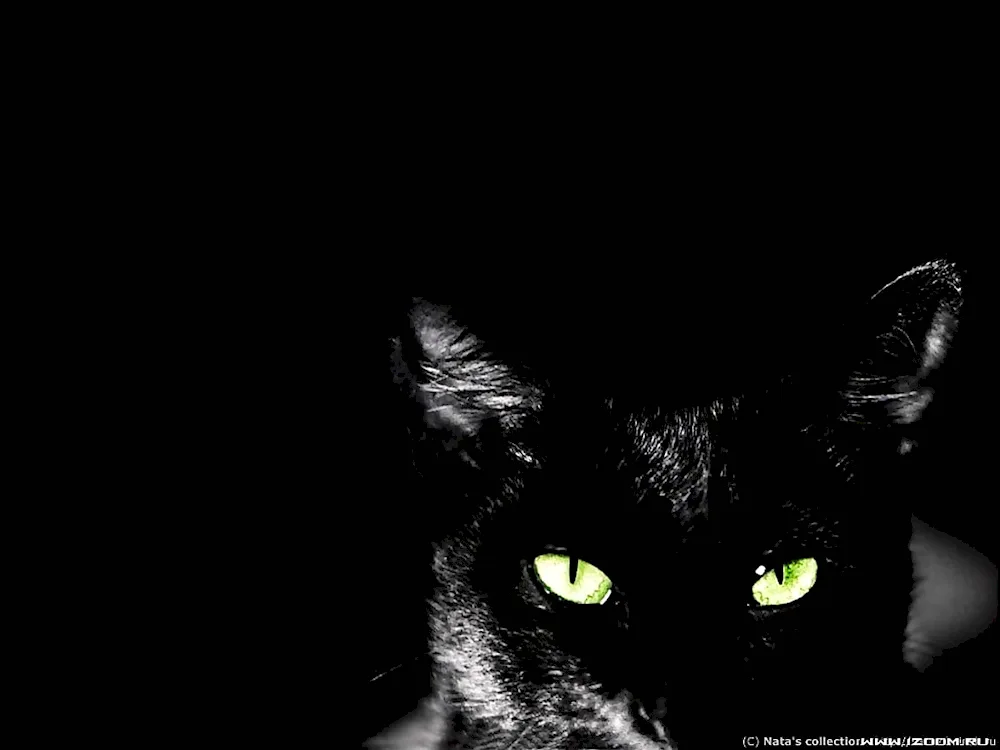 Black cat with green eyes