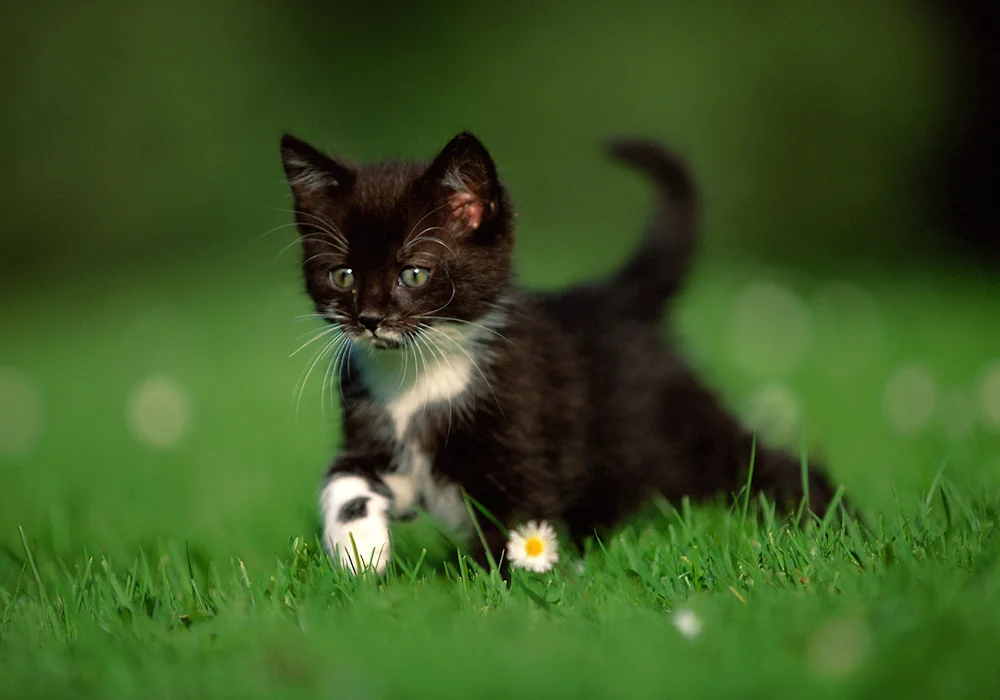 Black and white cat