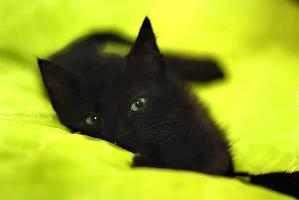 Black kitten