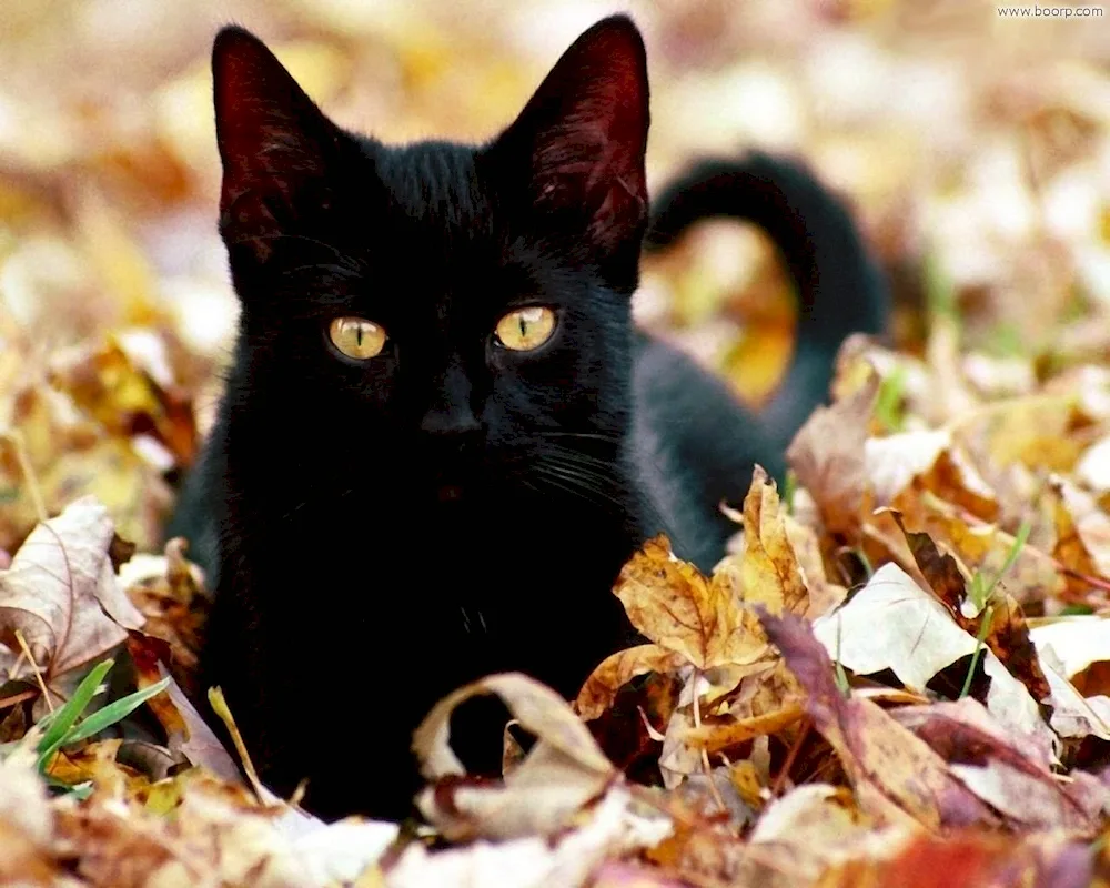 Black kitten with yellow eyes