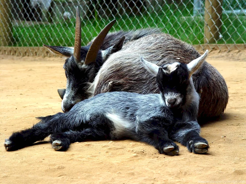 Black goat