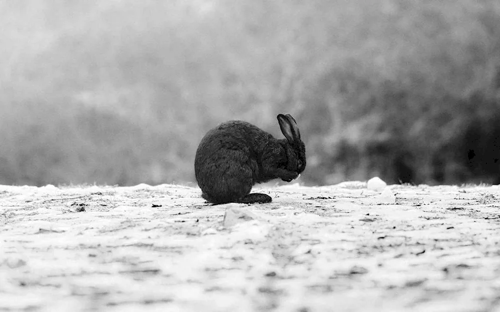 Black hare