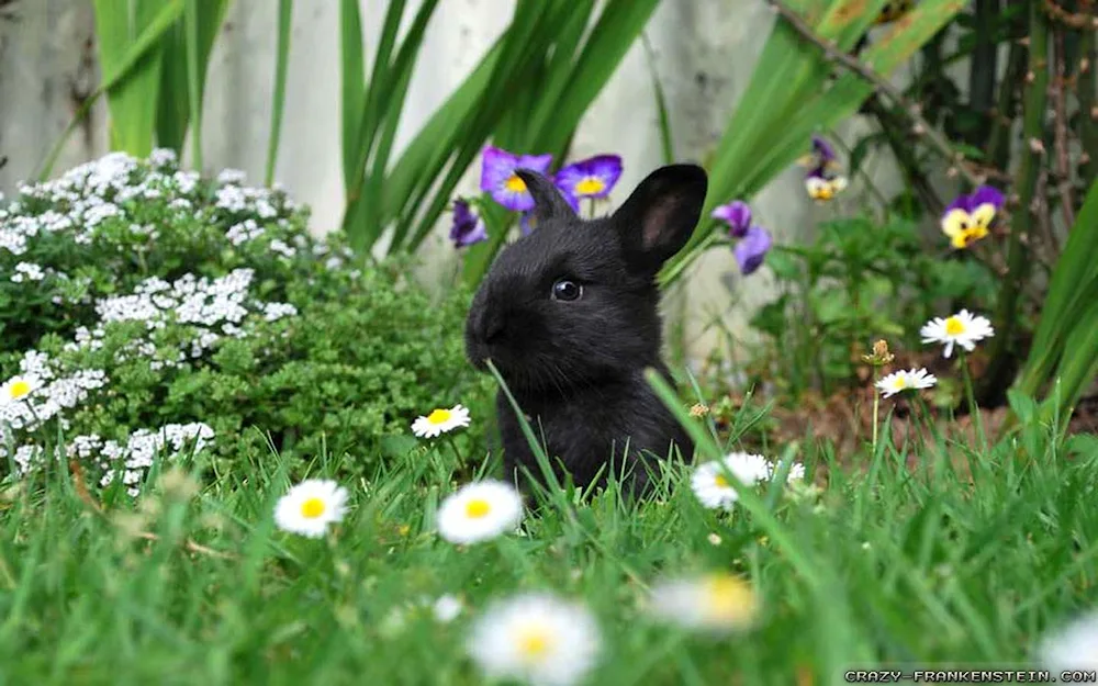 Black rabbit