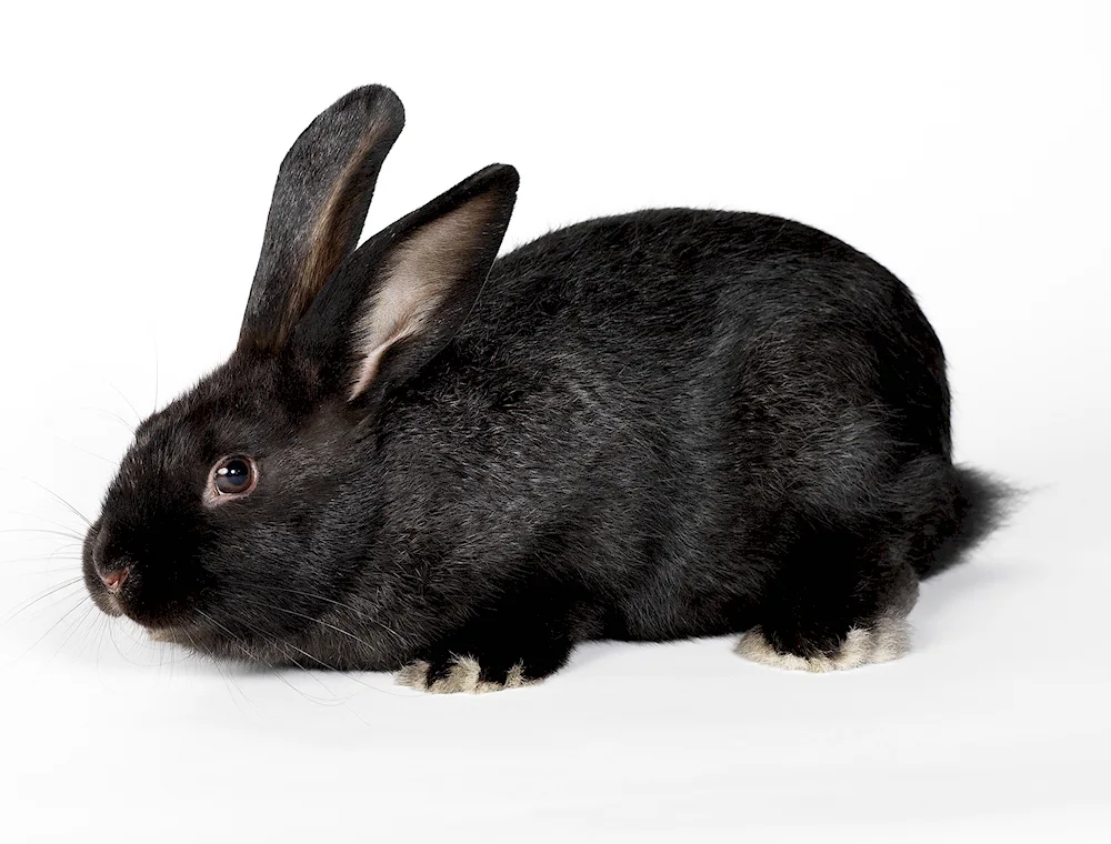 Black rabbit