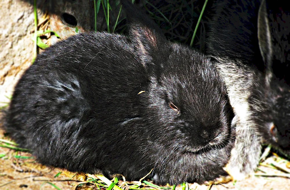 Black Bunny Black