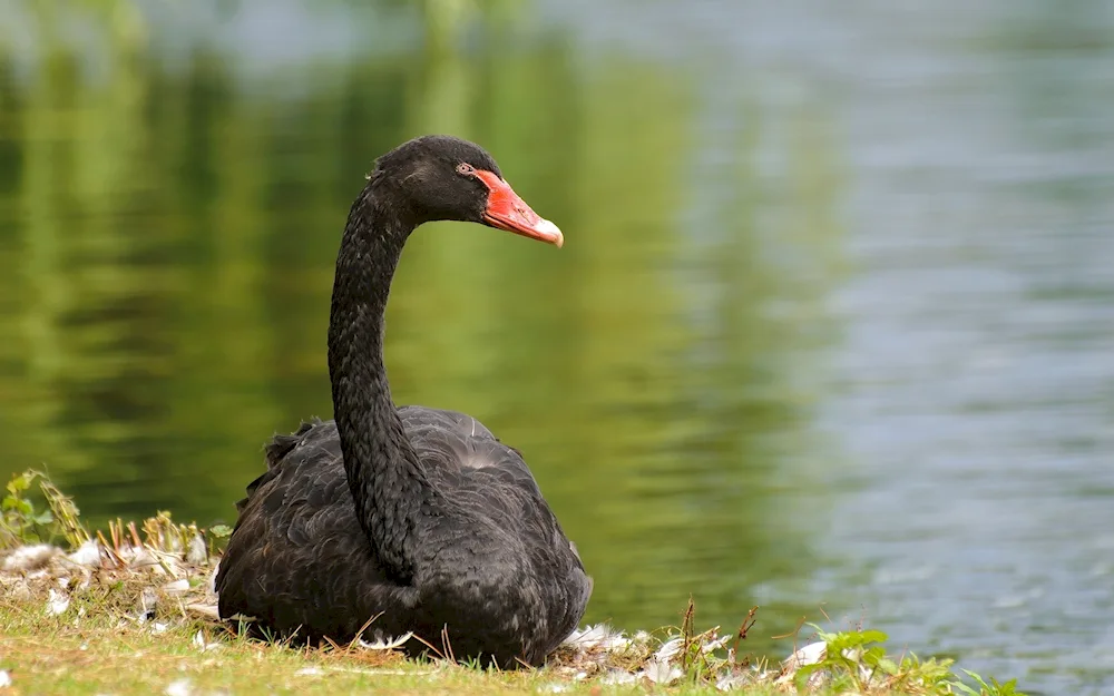 Black Swan