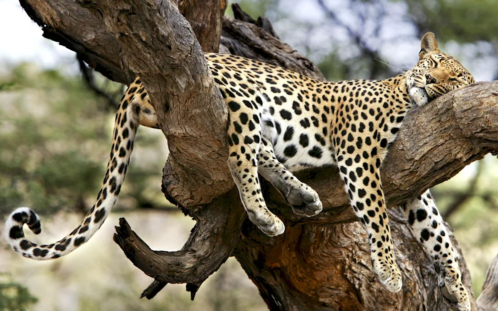 Black leopard photo