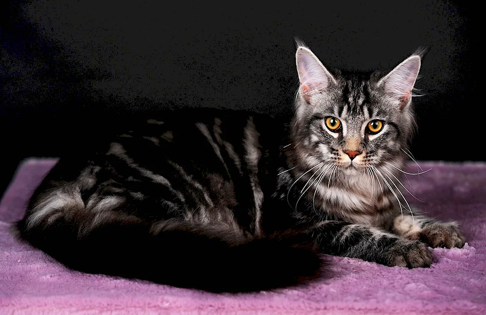 Maine Coon Black Marble