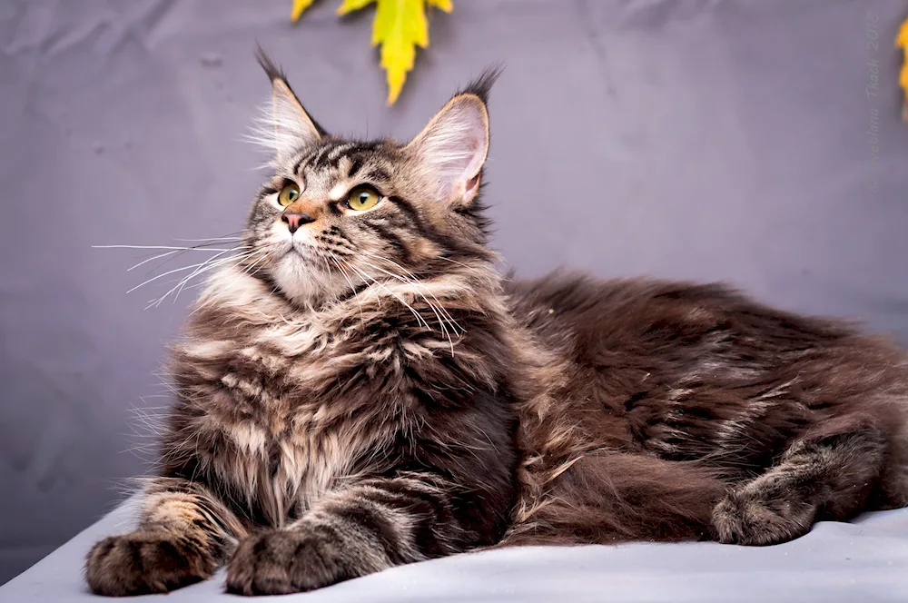 Black Marble Maine Coon