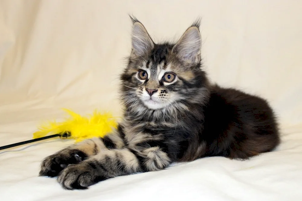 Maine Coon Black Marble