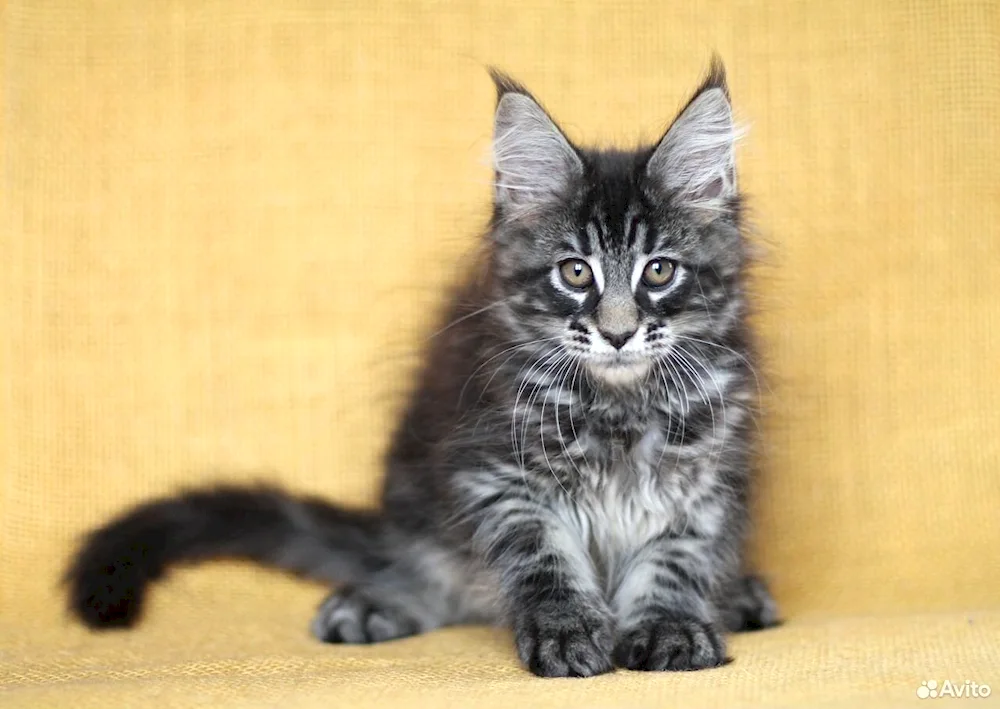 Main Coon Black Marbled Maine Coon