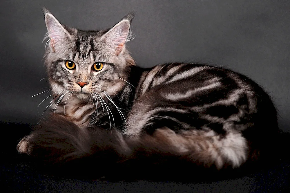 Black marbled tabby Maine Coon