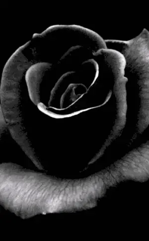 Black jade rose