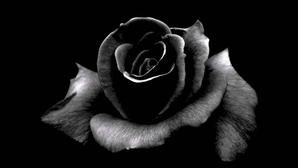 Black jade rose