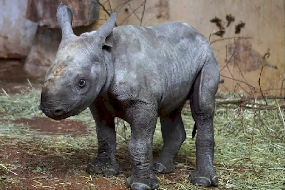 Black Rhinoceros at the Zoo