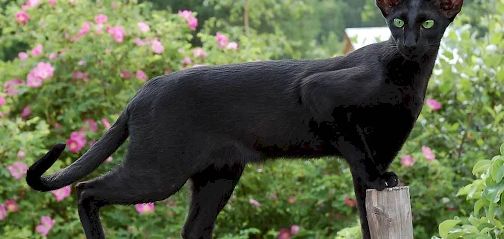 Black Oriental cat