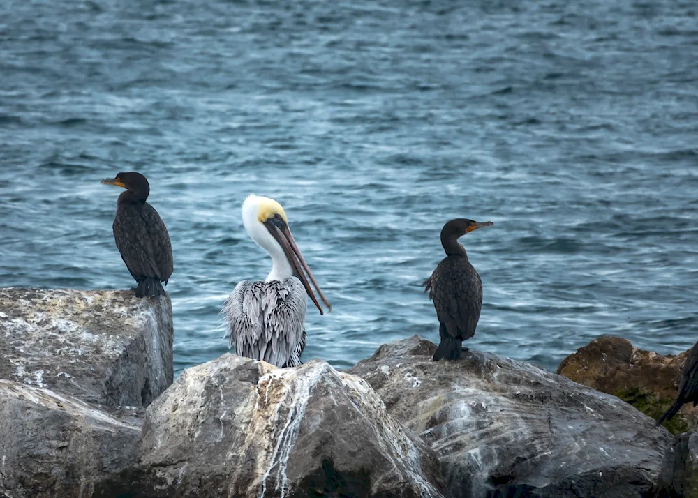 Black Sea Gull Black Sea Albatross