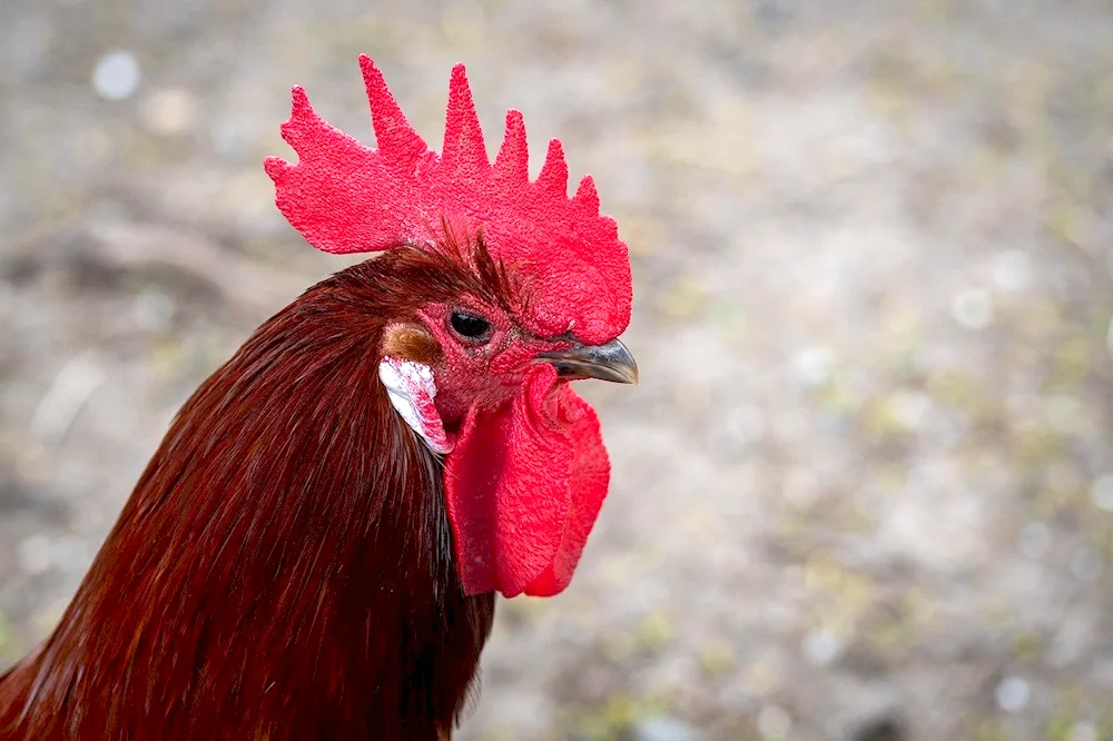 Chicken's Crest