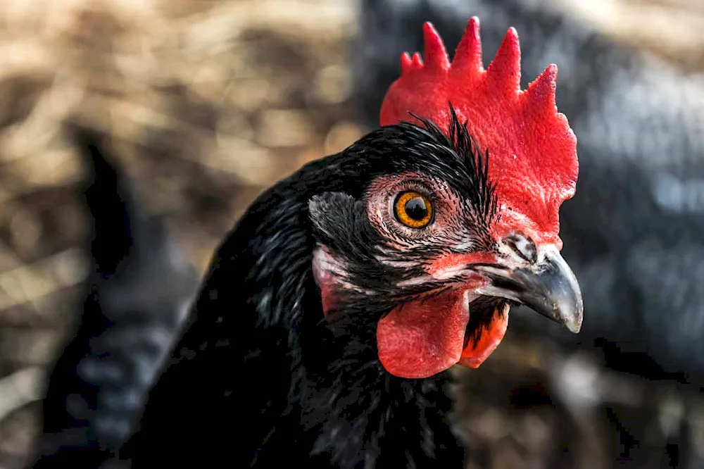 Black rooster with red crest