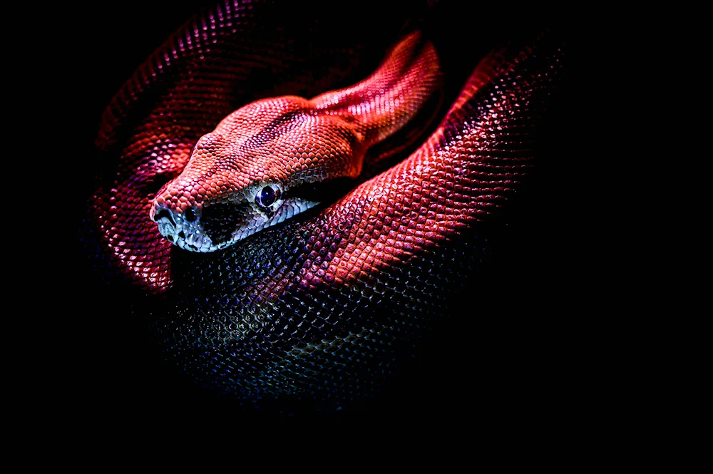 Black python snake