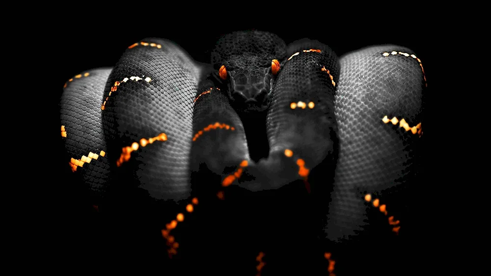 Black python snake