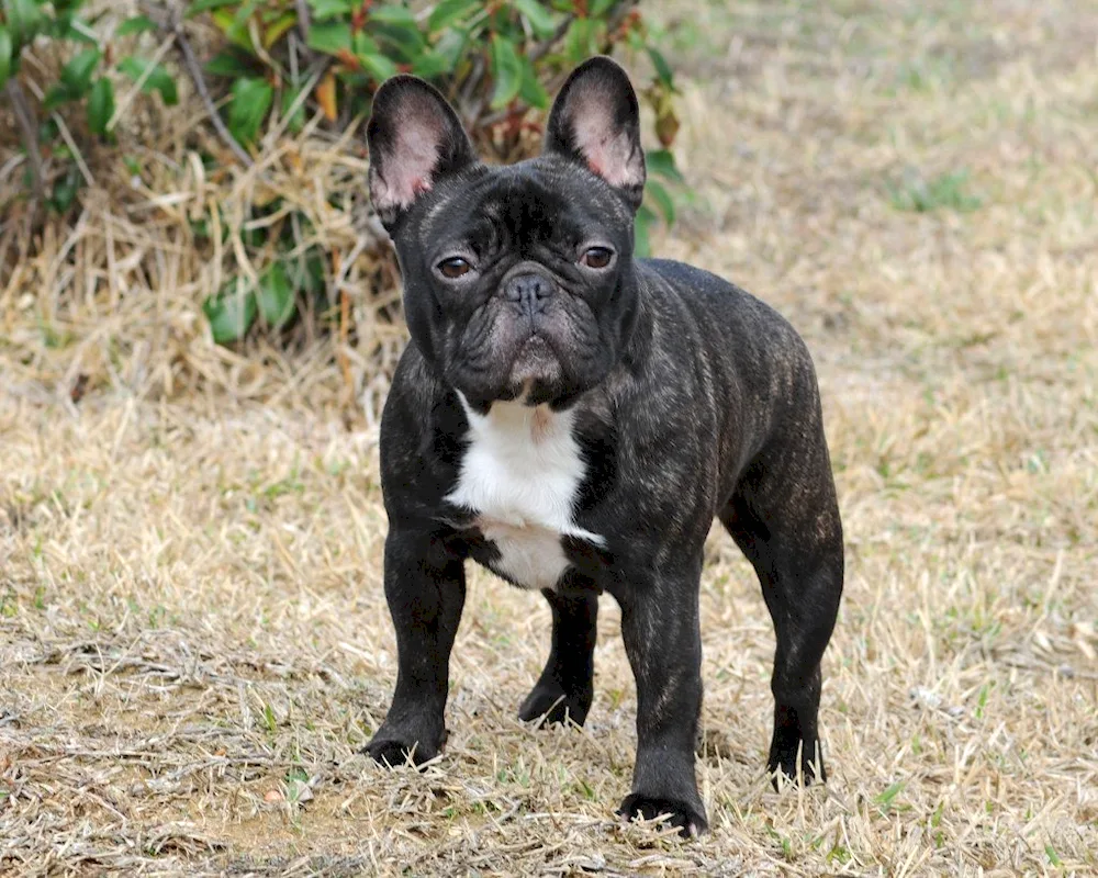 French bulldog puppy