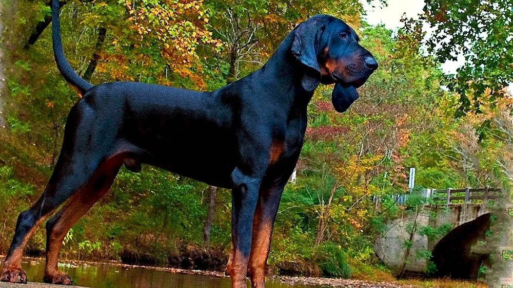 Black Pied Kunhound